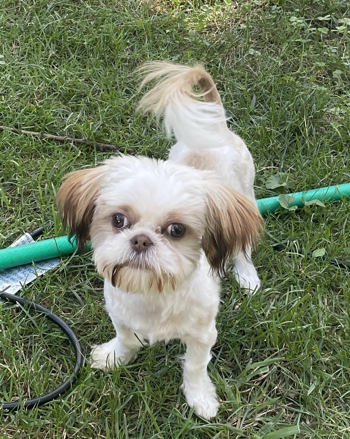 Peanut, a ADOPTABLE Shih Tzu in Overland Park, KS image 1/2