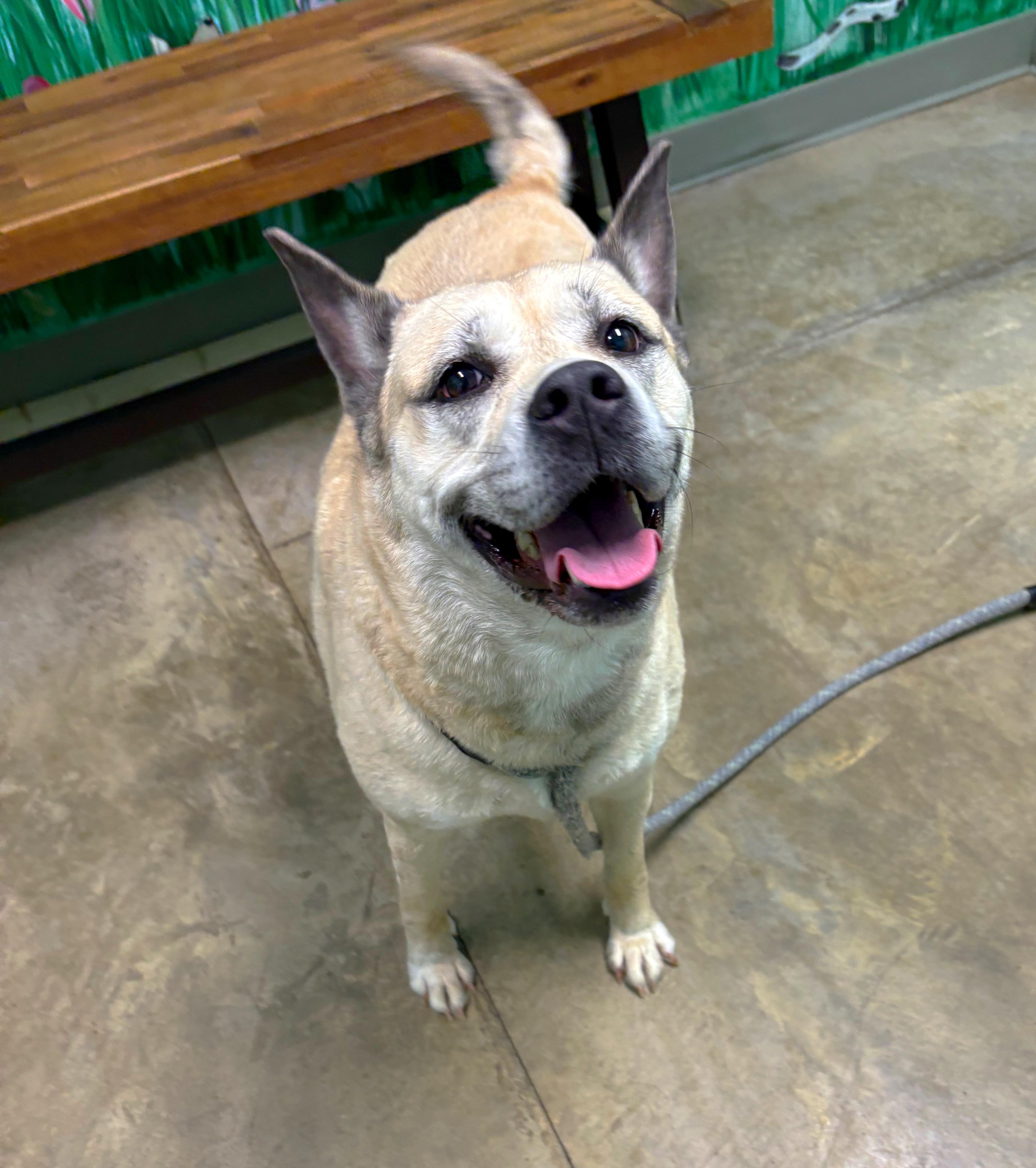 Enlarge Sweetie pie, a Adoptable mixed breed in Godfrey, IL image 1/1