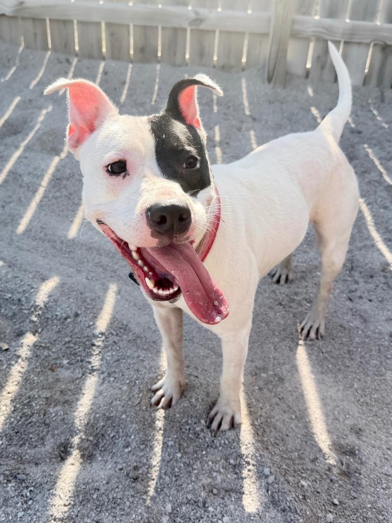 Little Bit, Adoptable, Young Female Mixed Breed.