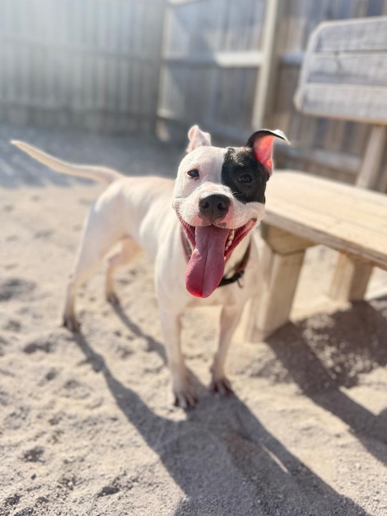 Enlarge Little Bit, a Adoptable Mixed Breed in Muskegon, MI image 2/3