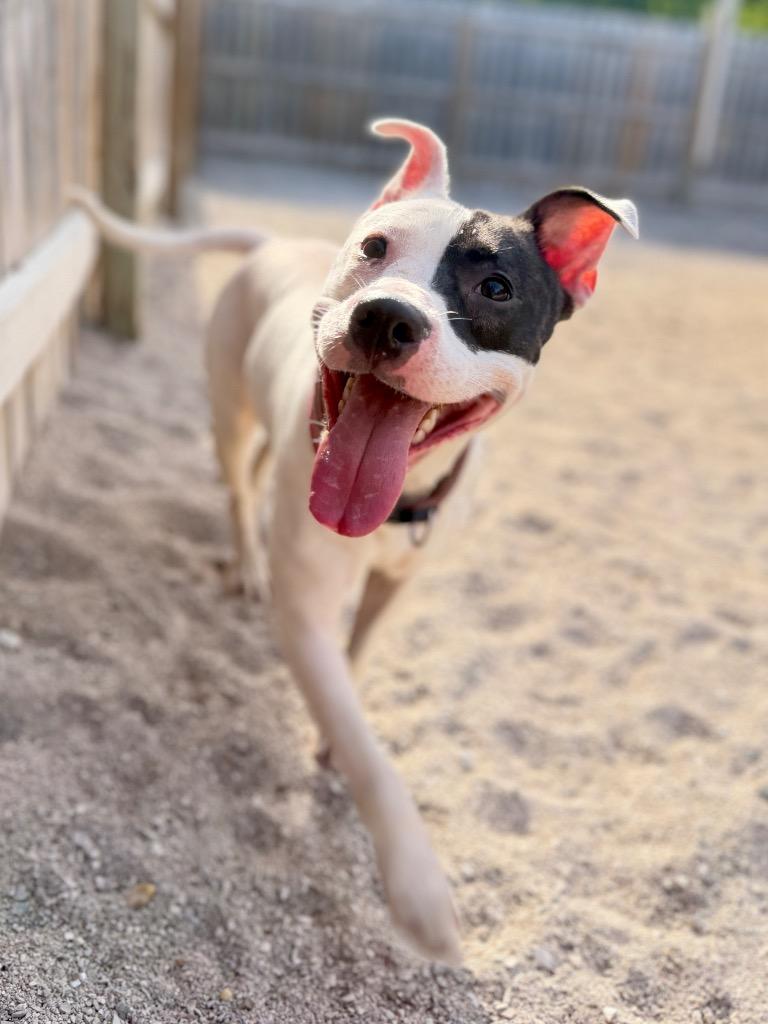 Enlarge Little Bit, a Adoptable Mixed Breed in Muskegon, MI image 3/3