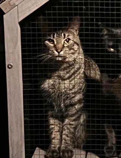 Tuesday, Adoptable, Young Male Domestic Short Hair.