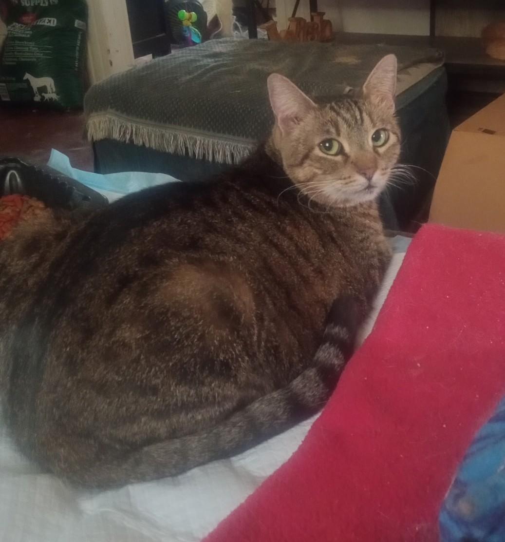 Enlarge Penelope, a ADOPTABLE Domestic Short Hair in Woodland, CA image 4/4