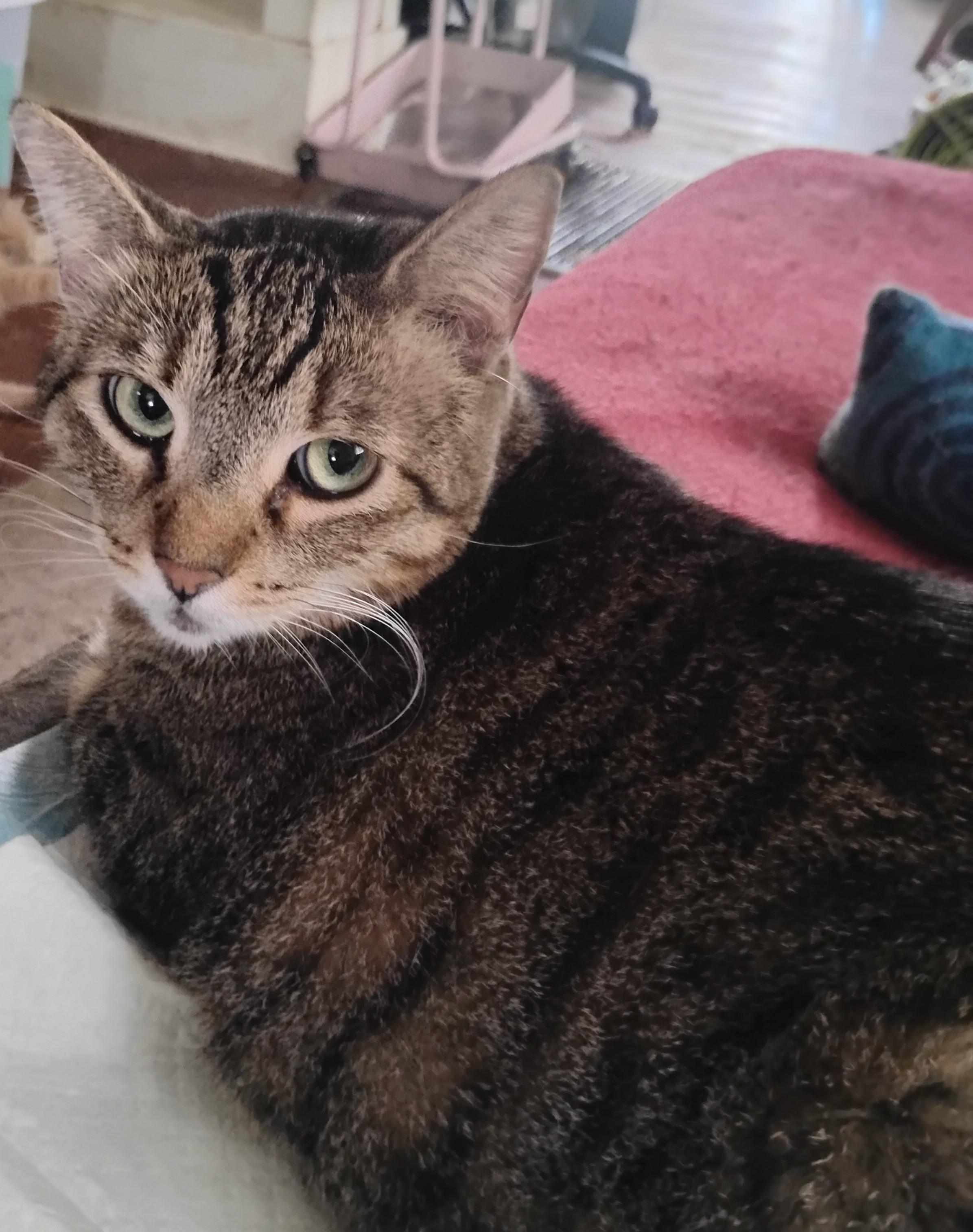 Enlarge Penelope, a ADOPTABLE Domestic Short Hair in Woodland, CA image 3/4