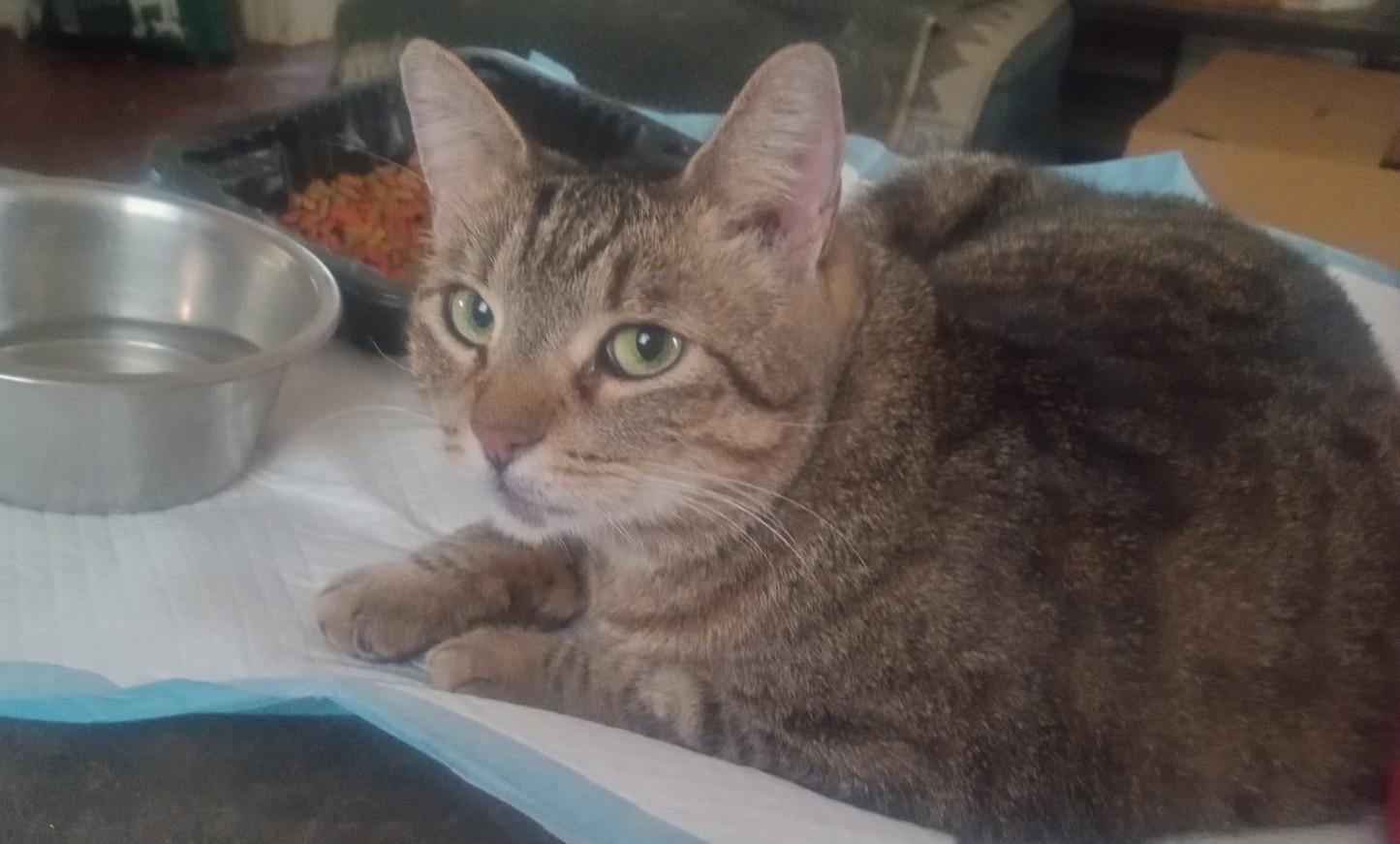 Enlarge Penelope, a ADOPTABLE Domestic Short Hair in Woodland, CA image 1/4
