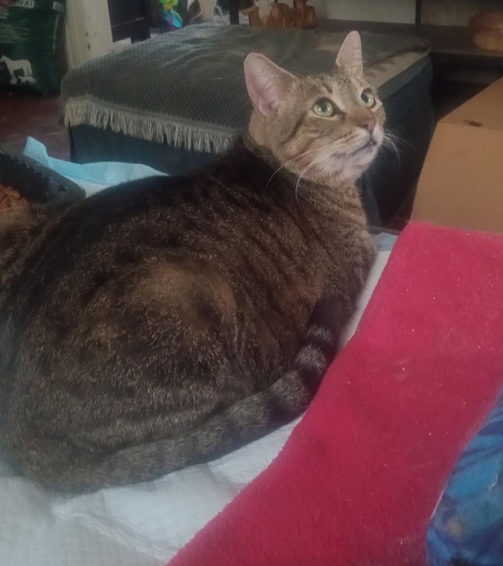 Enlarge Penelope, a ADOPTABLE Domestic Short Hair in Woodland, CA image 2/4