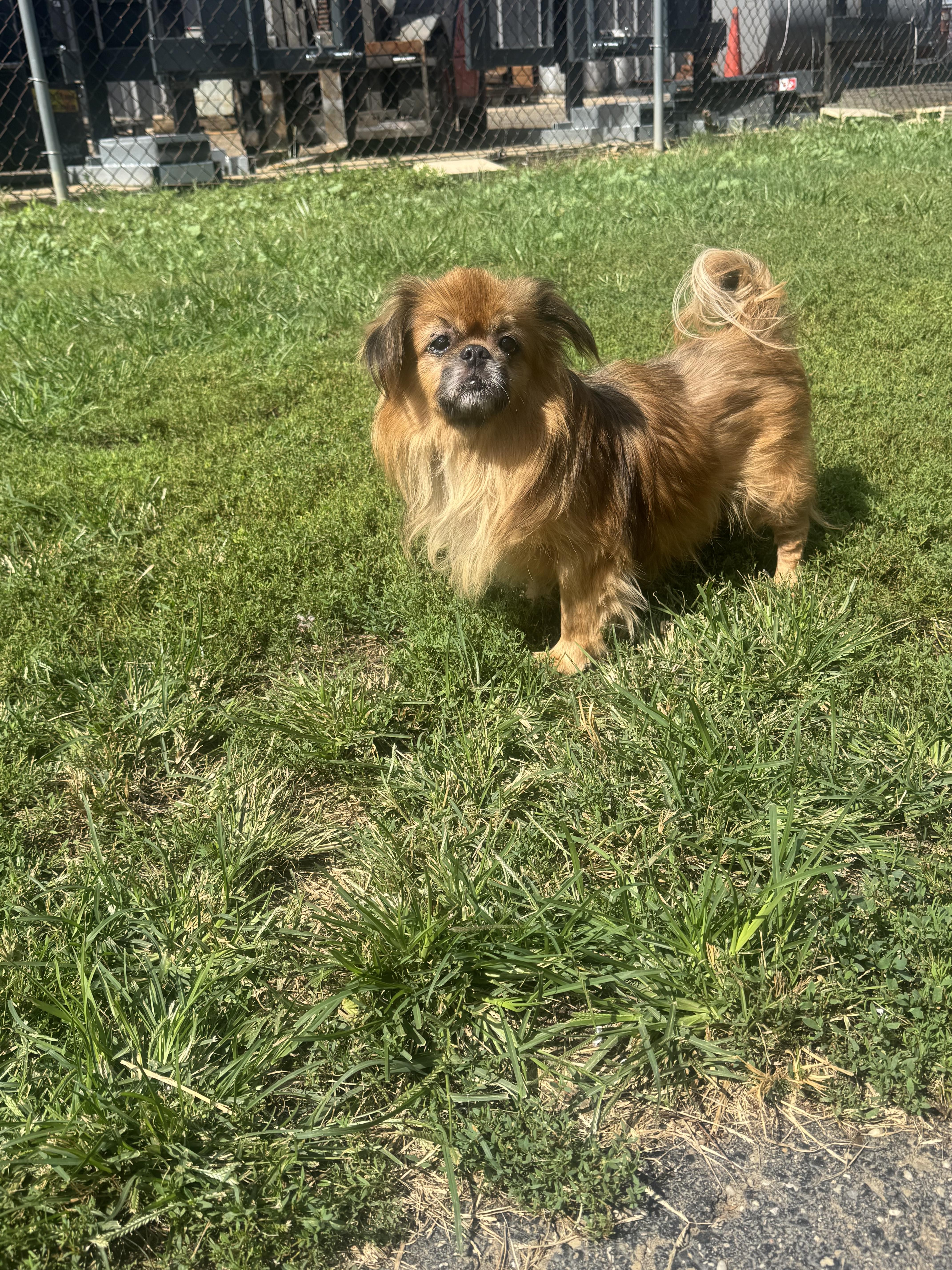 Enlarge Happy, a Adopted Tibetan Spaniel in North Canton, OH image 2/2