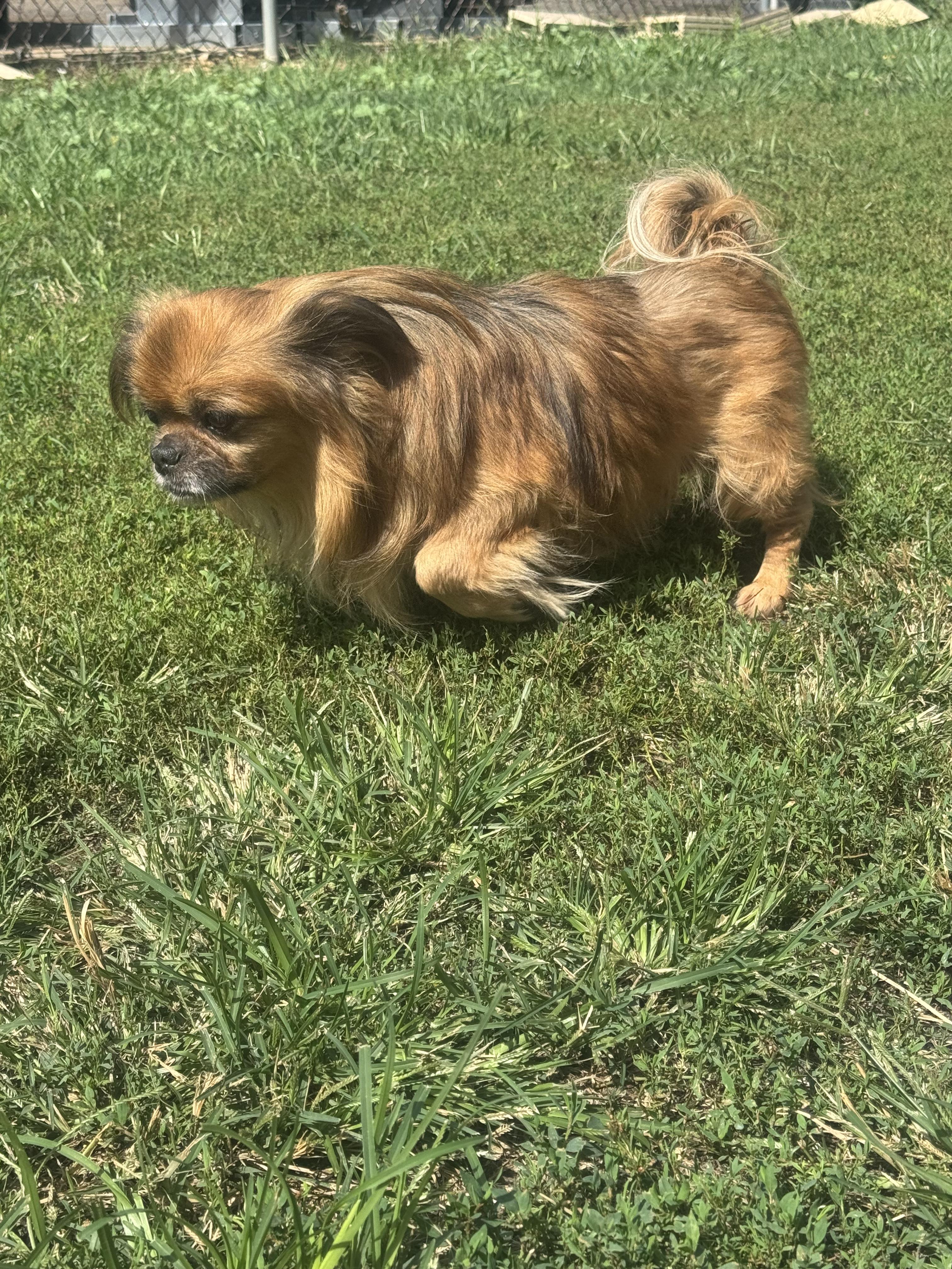 Happy, Adopted, Senior Male Tibetan Spaniel.