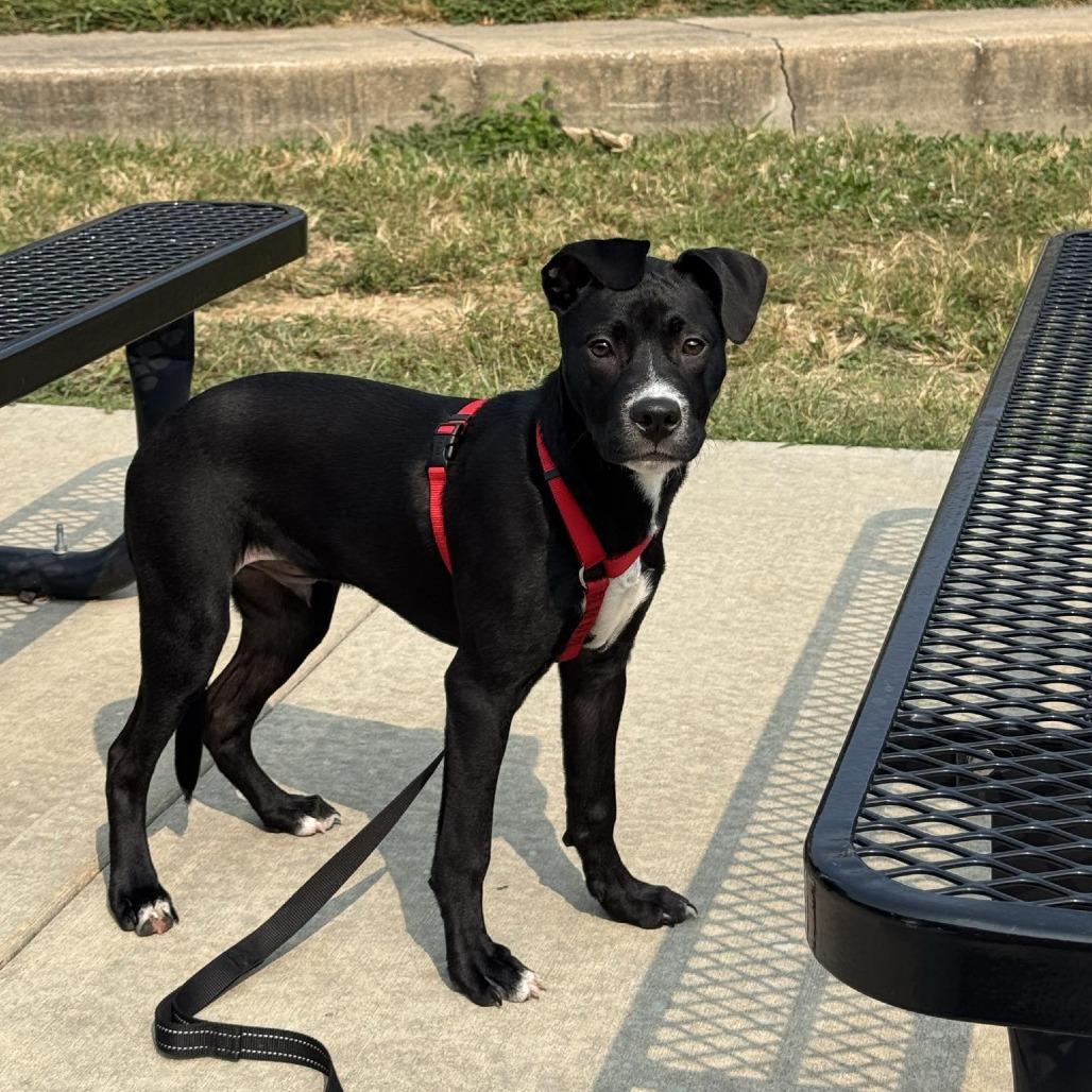Inky, Adoptable, Young Male Black Labrador Retriever & Mixed Breed.