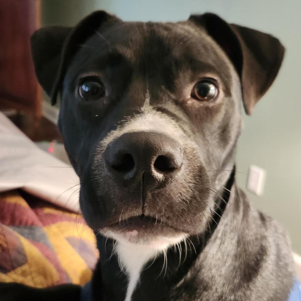 Enlarge Inky, a Adoptable mixed breed in Overland Park, KS image 3/4