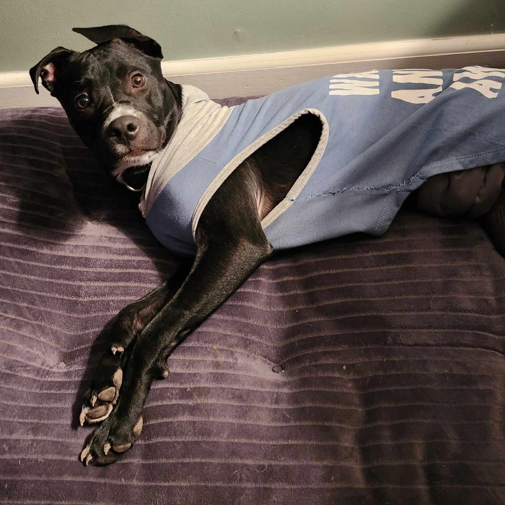 Enlarge Inky, a Adoptable mixed breed in Overland Park, KS image 4/4