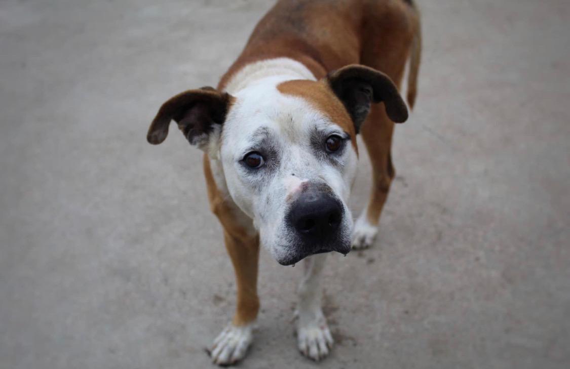 Enlarge Bubba Hubba Hunkaluv, a Adoptable mixed breed in Houston, TX image 3/3