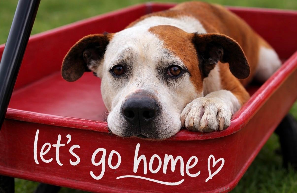 Bubba Hubba Hunkaluv, Adoptable, Adult Male American Staffordshire Terrier & Labrador Retriever.