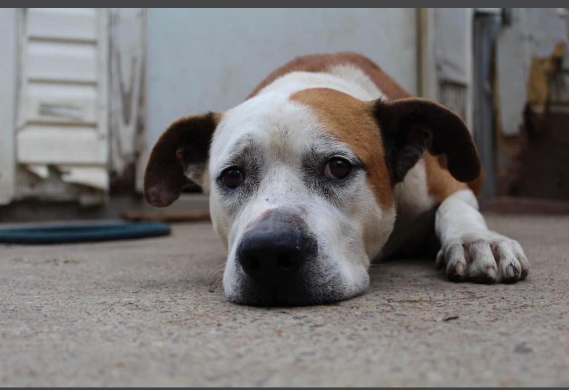 Enlarge Bubba Hubba Hunkaluv, a Adoptable mixed breed in Houston, TX image 2/3