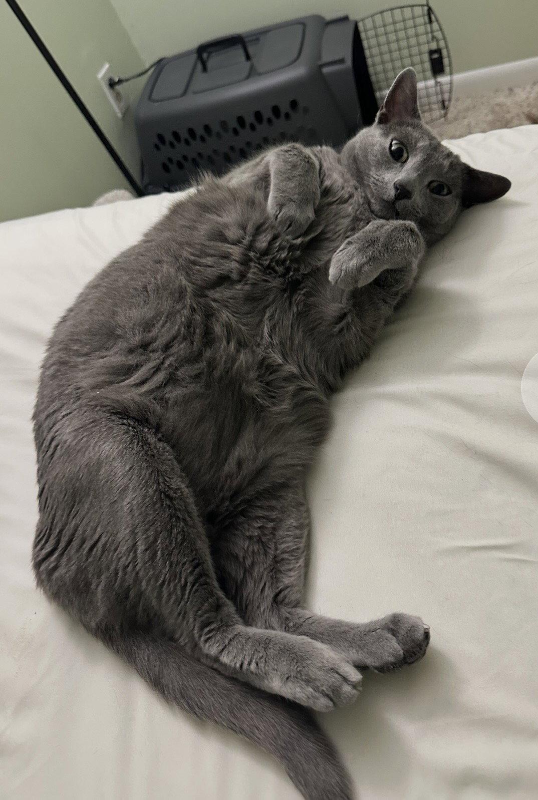 Enlarge John, a Adopted Domestic Short Hair in Walled Lake, MI image 1/3