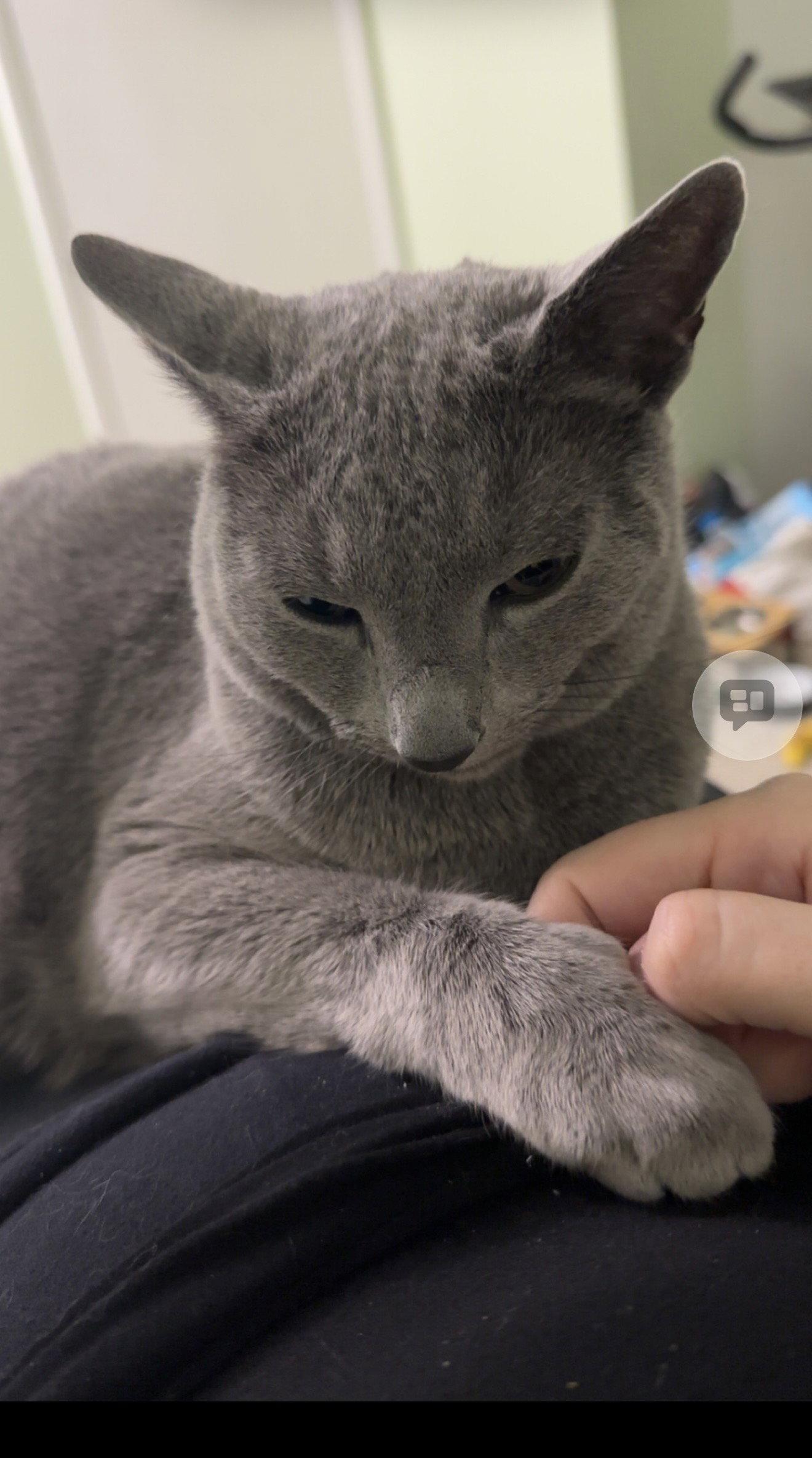 Enlarge John, a Adopted Domestic Short Hair in Walled Lake, MI image 2/3