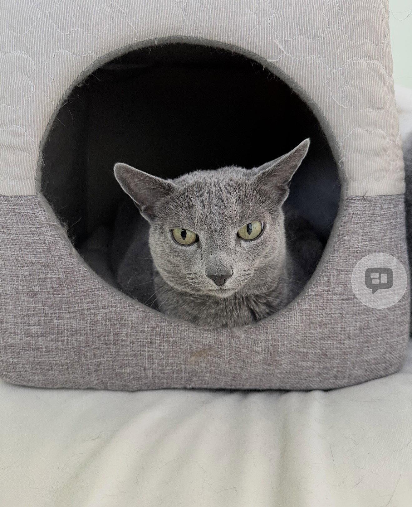 Enlarge John, a Adopted Domestic Short Hair in Walled Lake, MI image 3/3