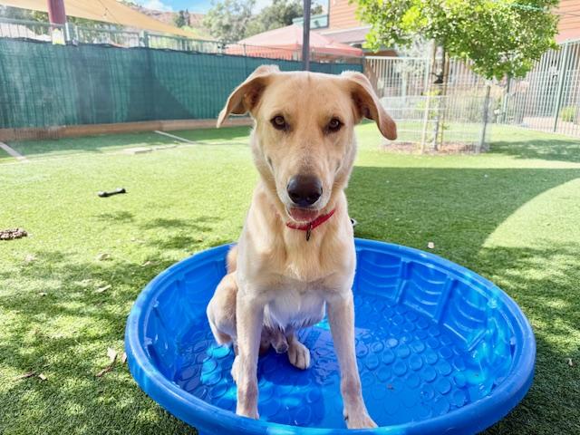 Enlarge Finn, a Adoptable mixed breed in Agoura Hills, CA image 2/4