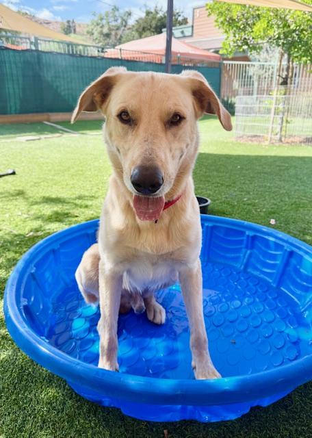 Enlarge Finn, a Adoptable mixed breed in Agoura Hills, CA image 3/4