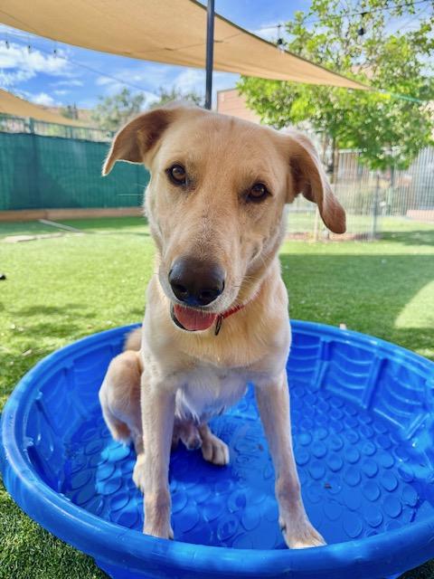 Enlarge Finn, a Adoptable mixed breed in Agoura Hills, CA image 4/4