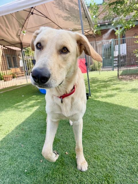 Finn, Adoptable, Adult Male Yellow Labrador Retriever.
