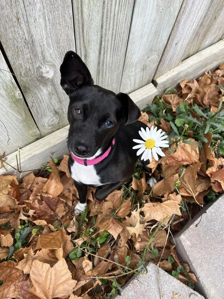 Indigo, Adopted, Young Female Chihuahua & Italian Greyhound.