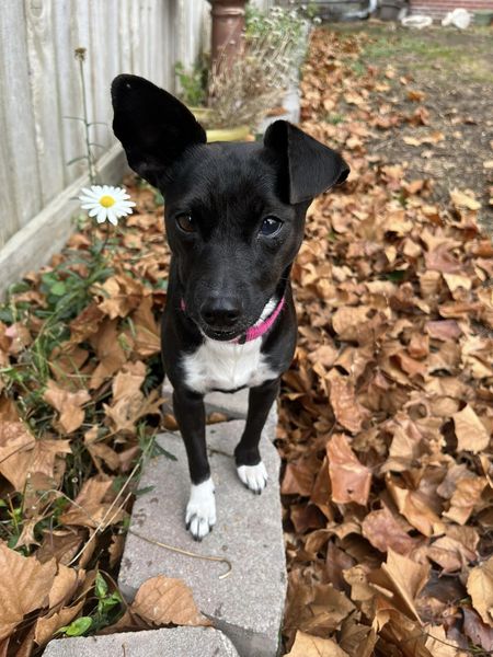 Enlarge Indigo, a Adopted mixed breed in Lincoln, NE image 2/4