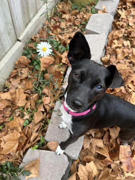 Enlarge Indigo, a Adopted mixed breed in Lincoln, NE image 3/4