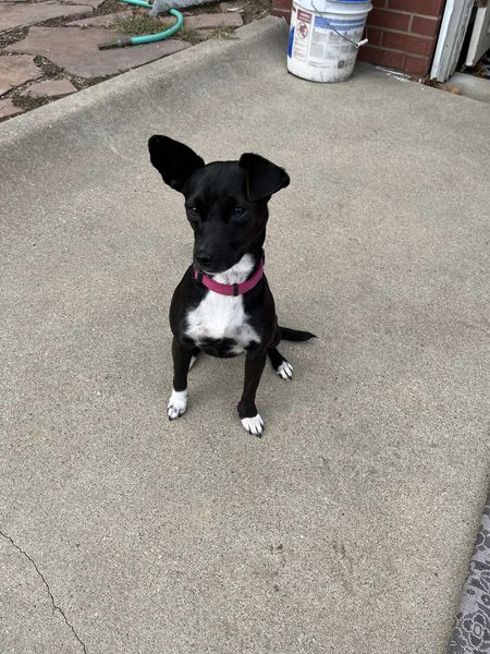 Enlarge Indigo, a Adopted mixed breed in Lincoln, NE image 4/4