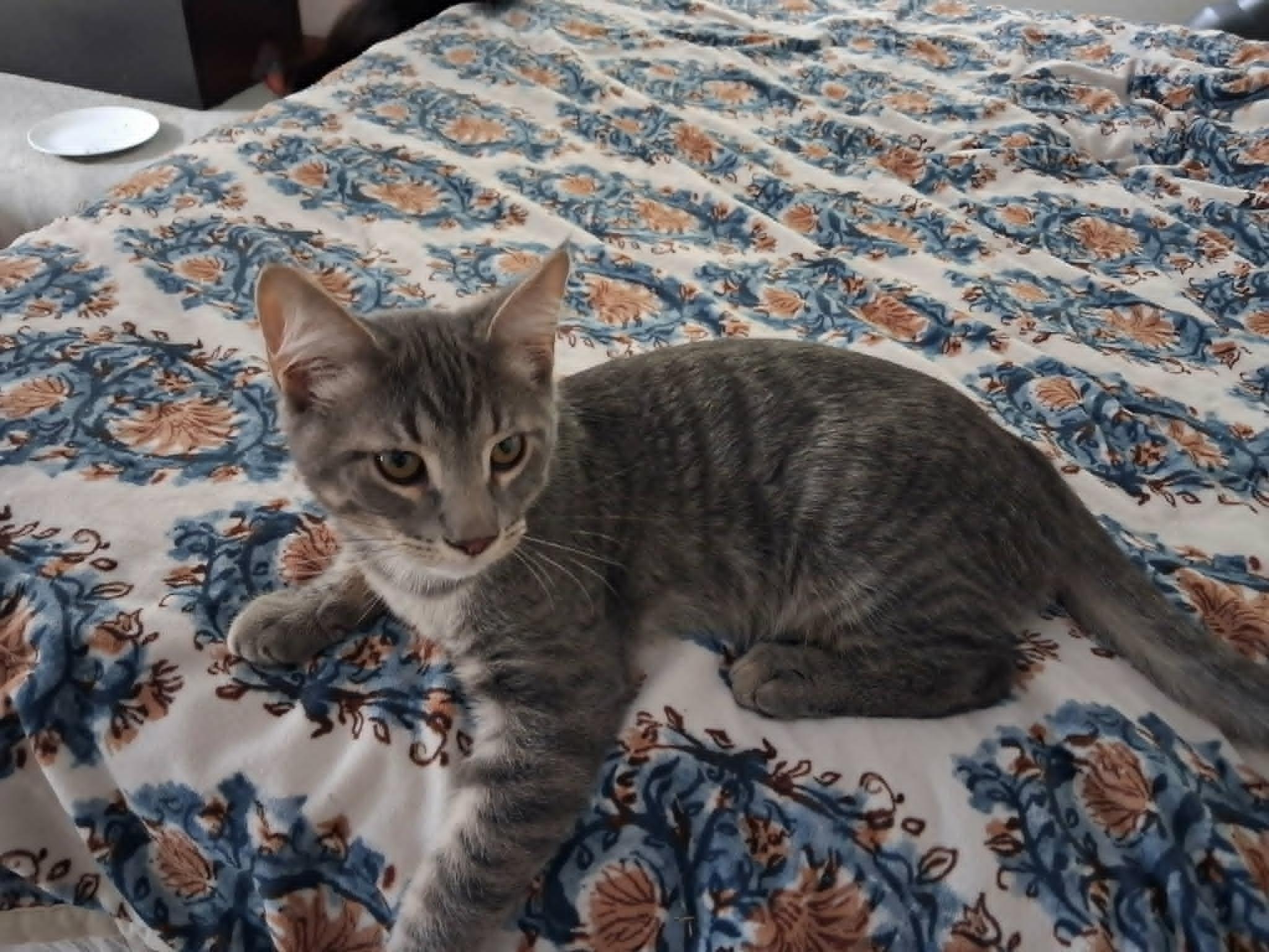 Enlarge Apollo, a Adopted Domestic Short Hair in Overland Park, KS image 2/2