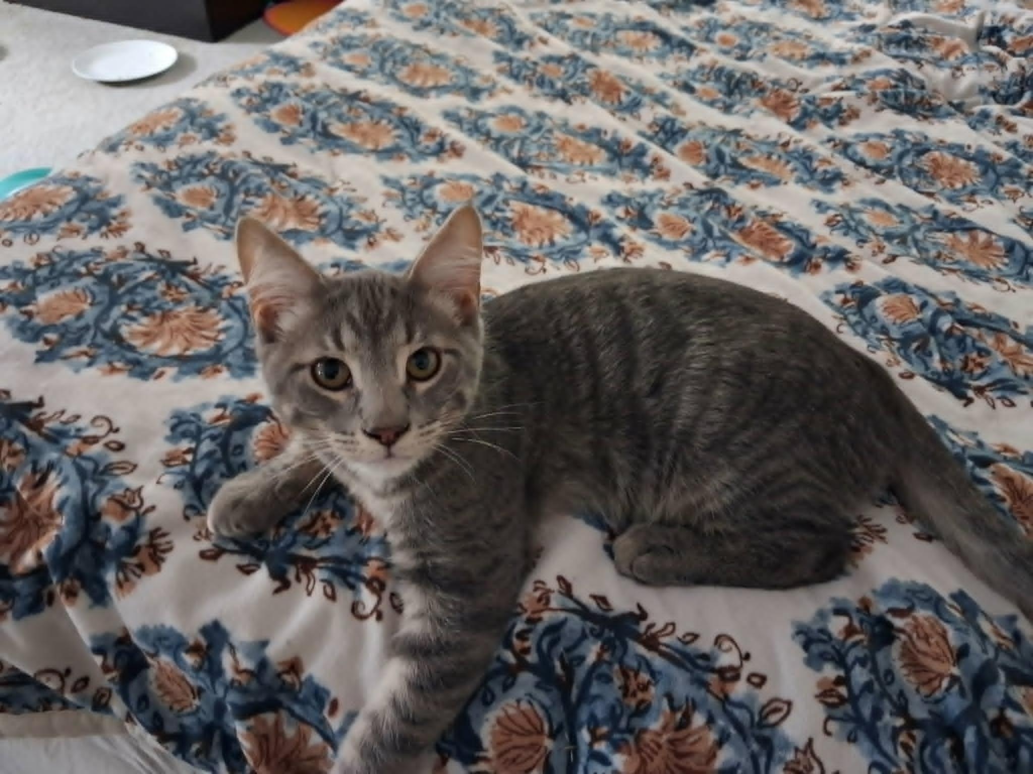 Apollo, Adopted, Kitten Male Domestic Short Hair.