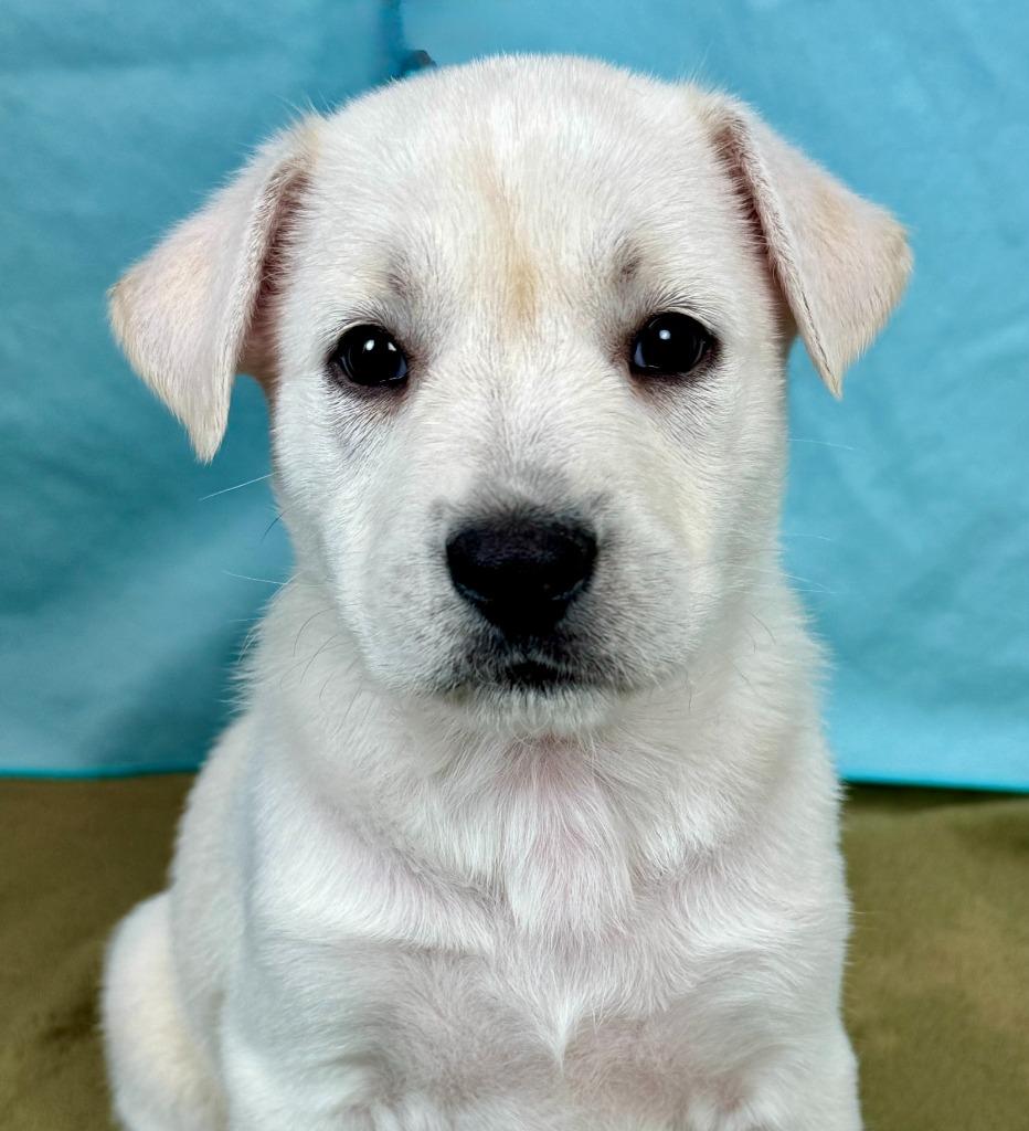 Condor, Adoptable, Puppy Female Husky & Shepherd.