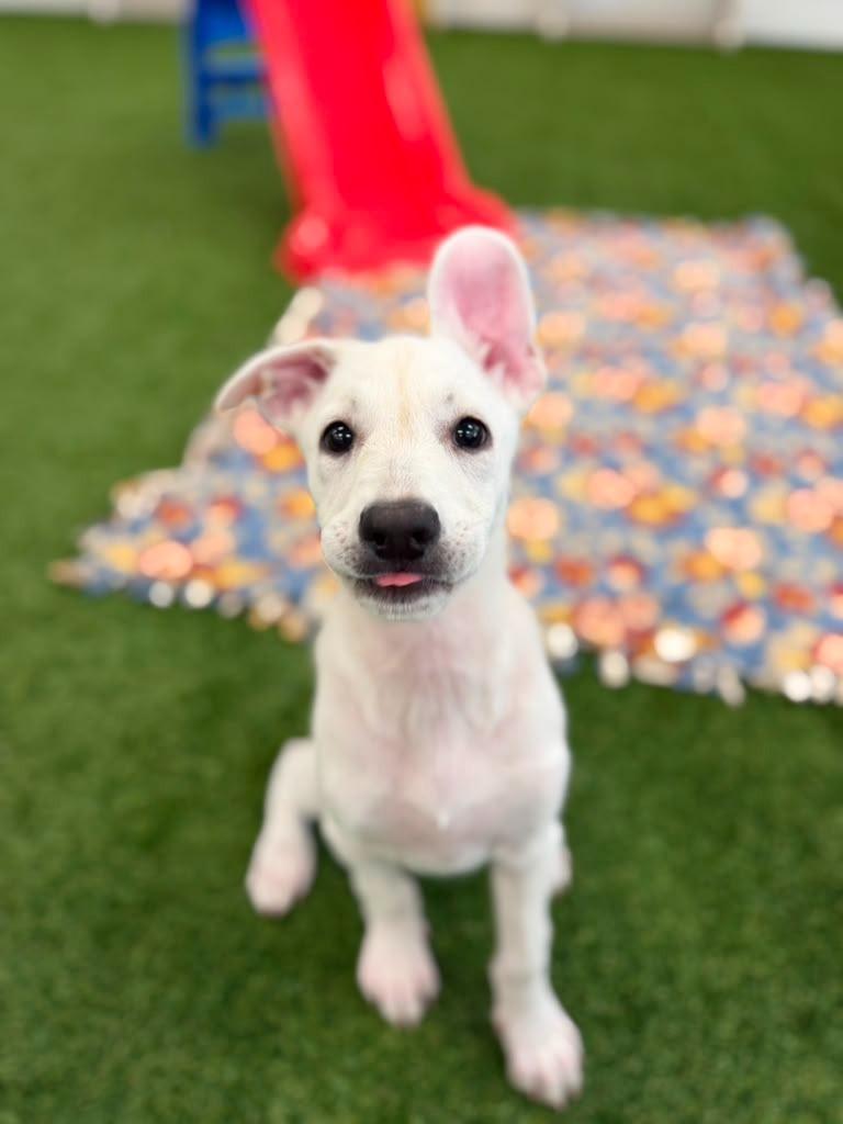 Condor, a Adoptable mixed breed in Phoenix, AZ image 2/6