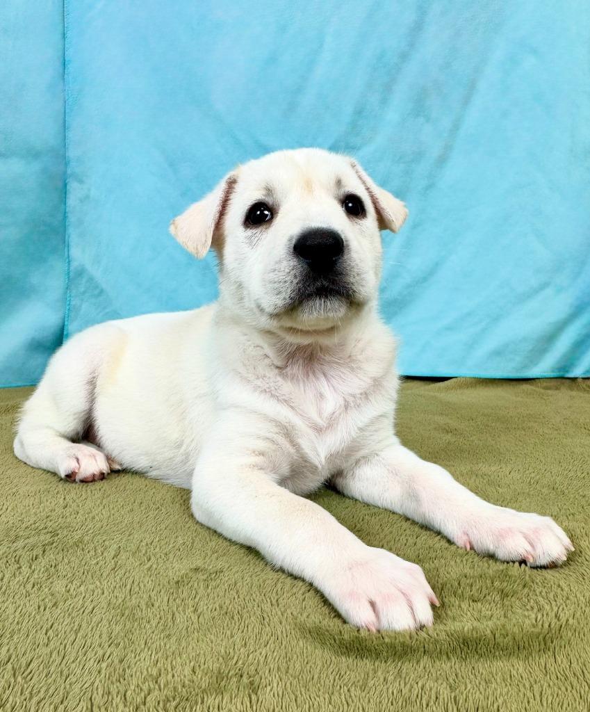 Condor, a Adoptable mixed breed in Phoenix, AZ image 3/6