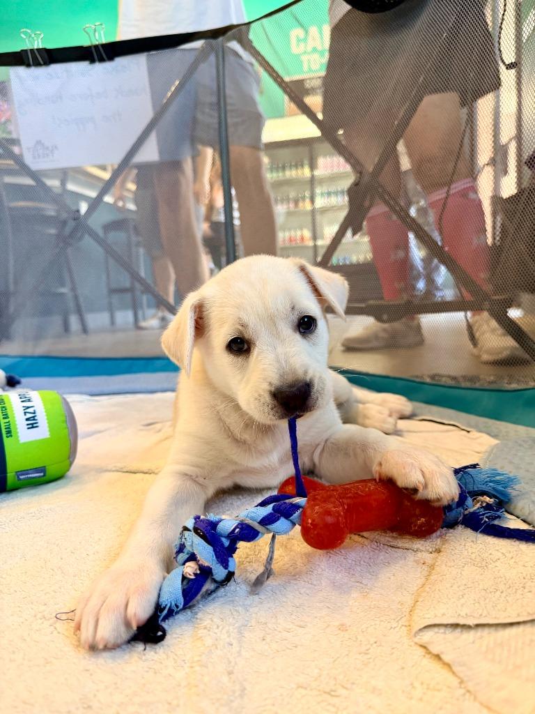 Condor, a Adoptable mixed breed in Phoenix, AZ image 4/6