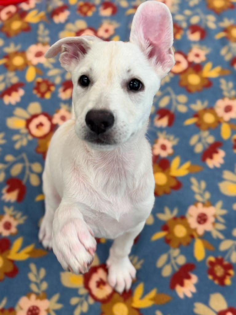 Condor, a Adoptable mixed breed in Phoenix, AZ image 5/6