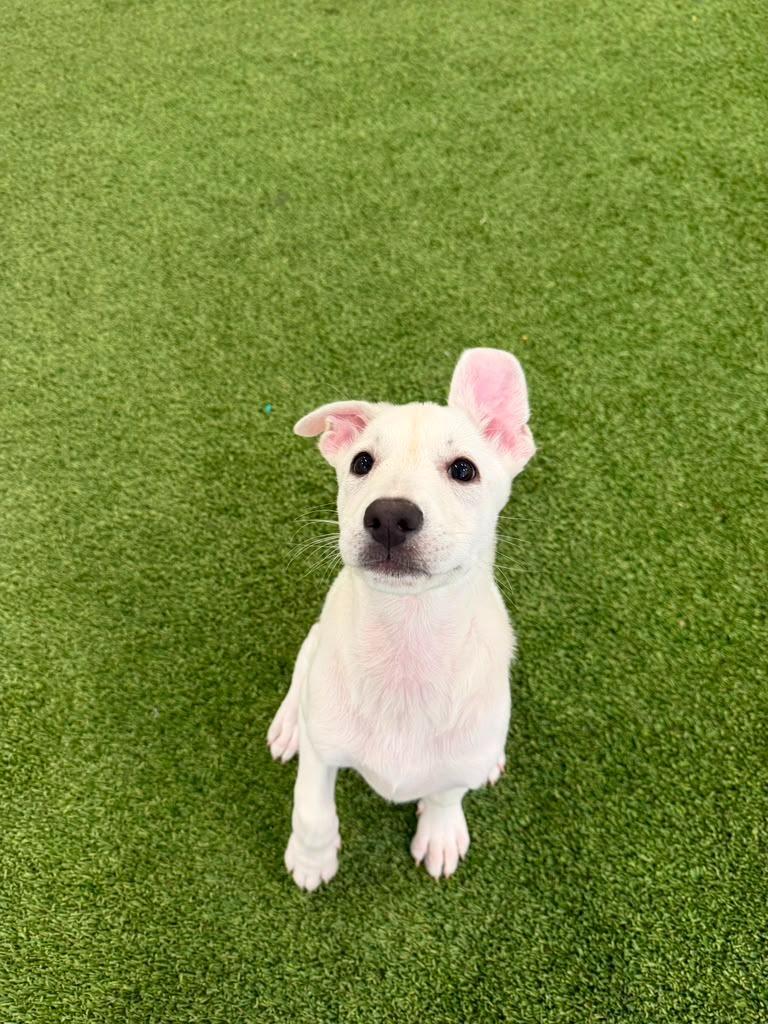 Condor, a Adoptable mixed breed in Phoenix, AZ image 6/6