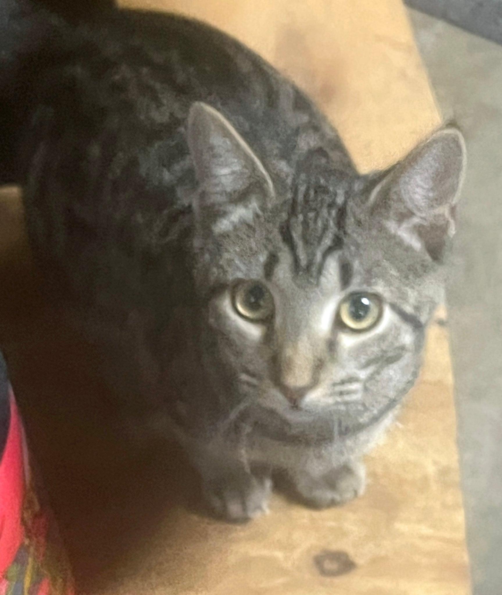 Cuddles, a Adoptable Domestic Short Hair in Manhattan, KS image 4/6