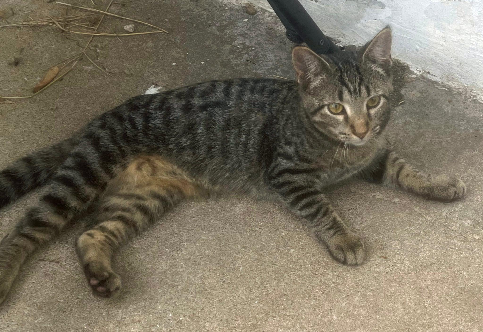 Cuddles, a Adoptable Domestic Short Hair in Manhattan, KS image 3/6