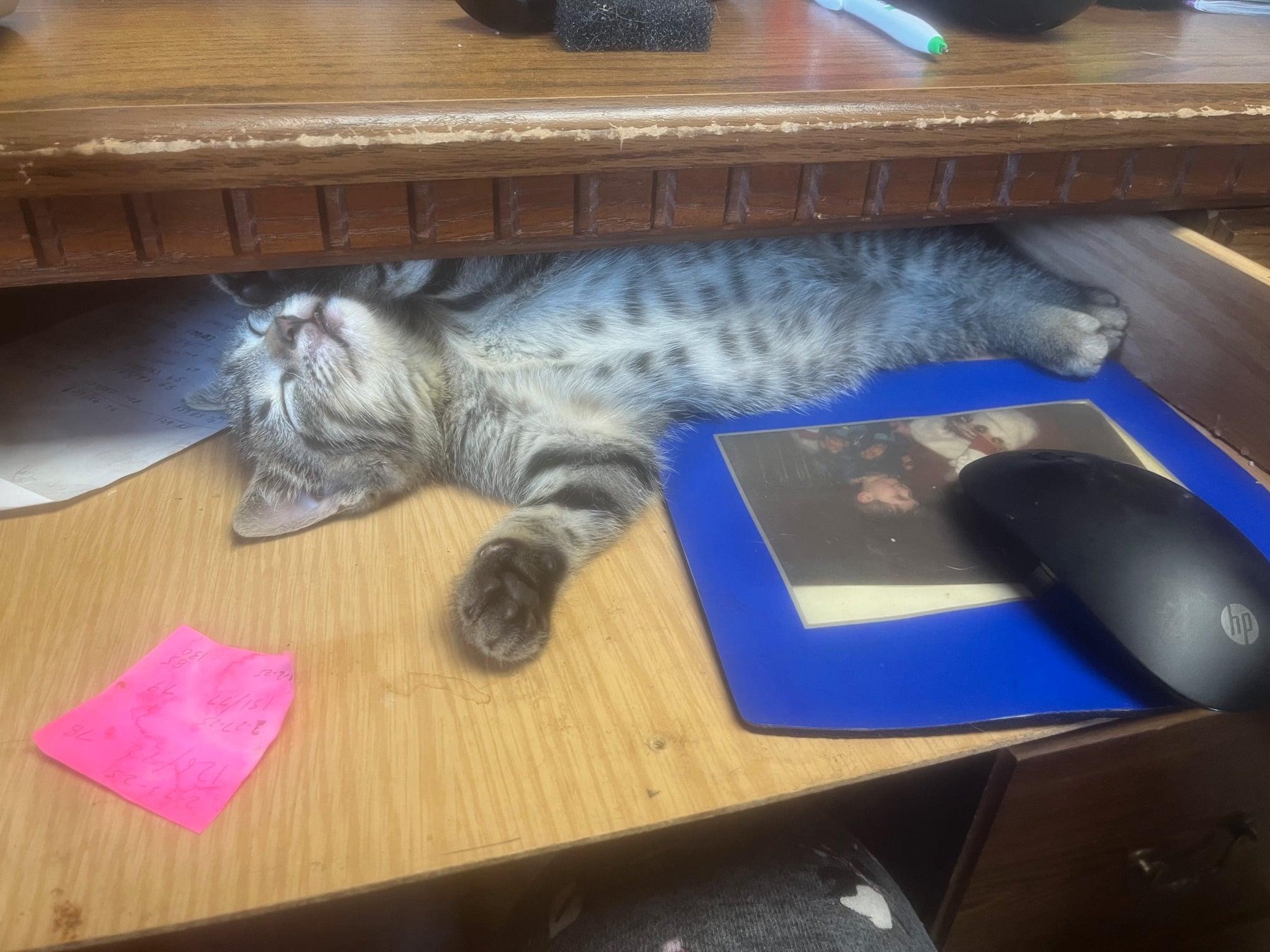 Cuddles, an adoptable Domestic Short Hair in Manhattan, KS, 66505 | Photo Image 4