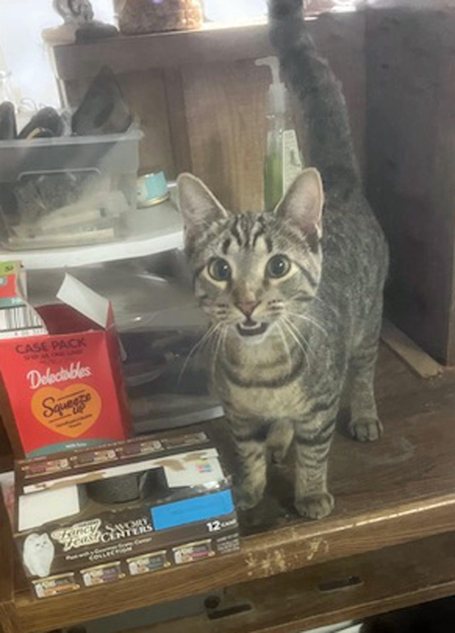 Cuddles, Adoptable, Young Female Domestic Short Hair.