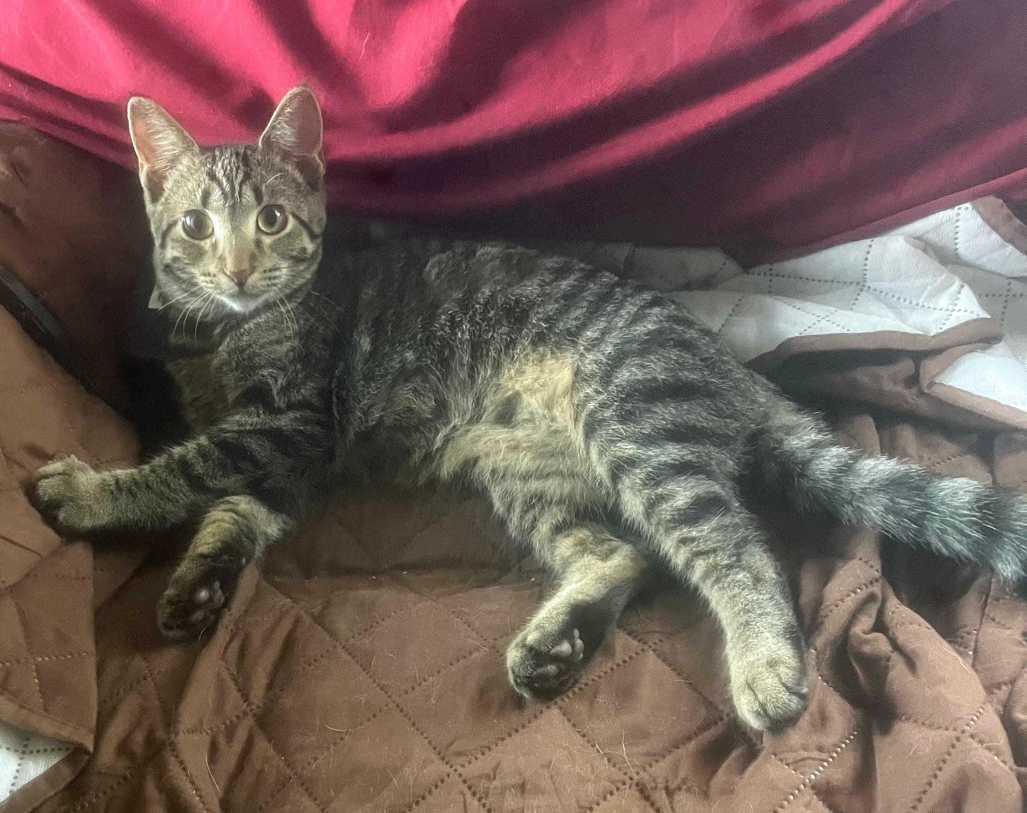 Cuddles, a Adoptable Domestic Short Hair in Manhattan, KS image 2/6