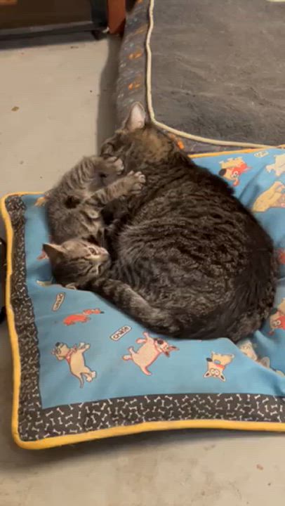 Enlarge Cuddles, a Adoptable Domestic Short Hair in Manhattan, KS video 6/6