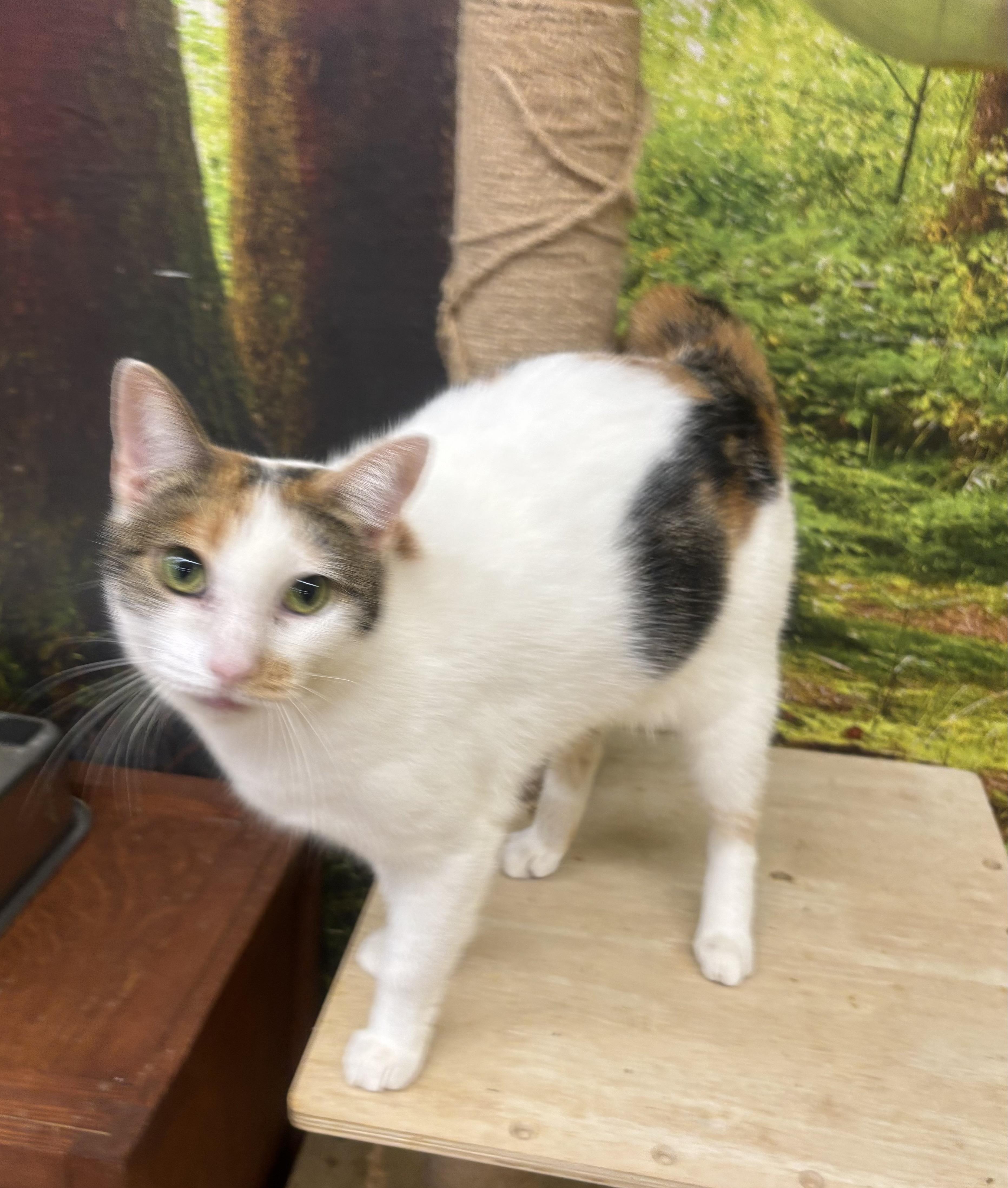 Blanca, a Adoptable Calico in Whittier, CA image 3/6