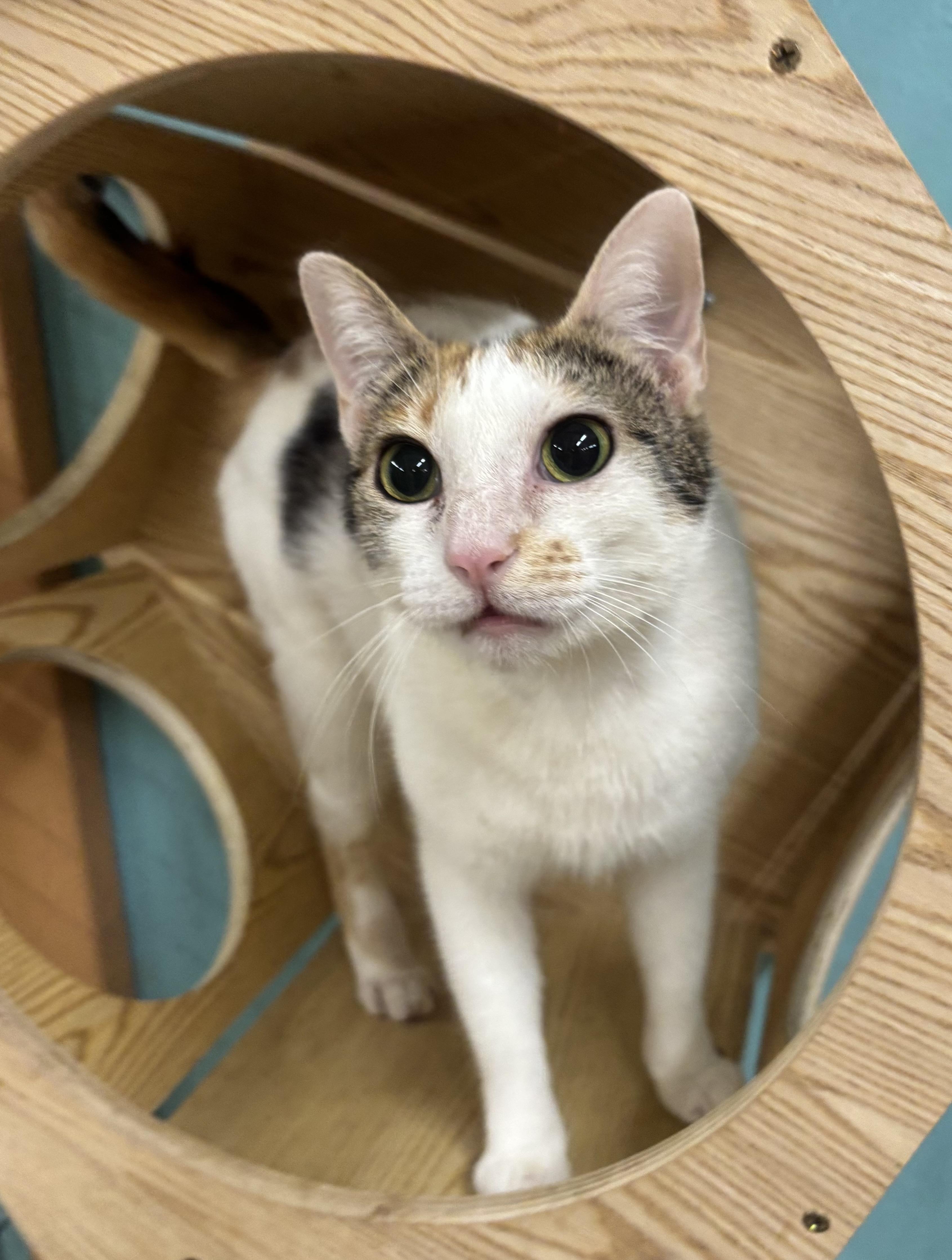 Blanca, a Adoptable Calico in Whittier, CA image 2/6
