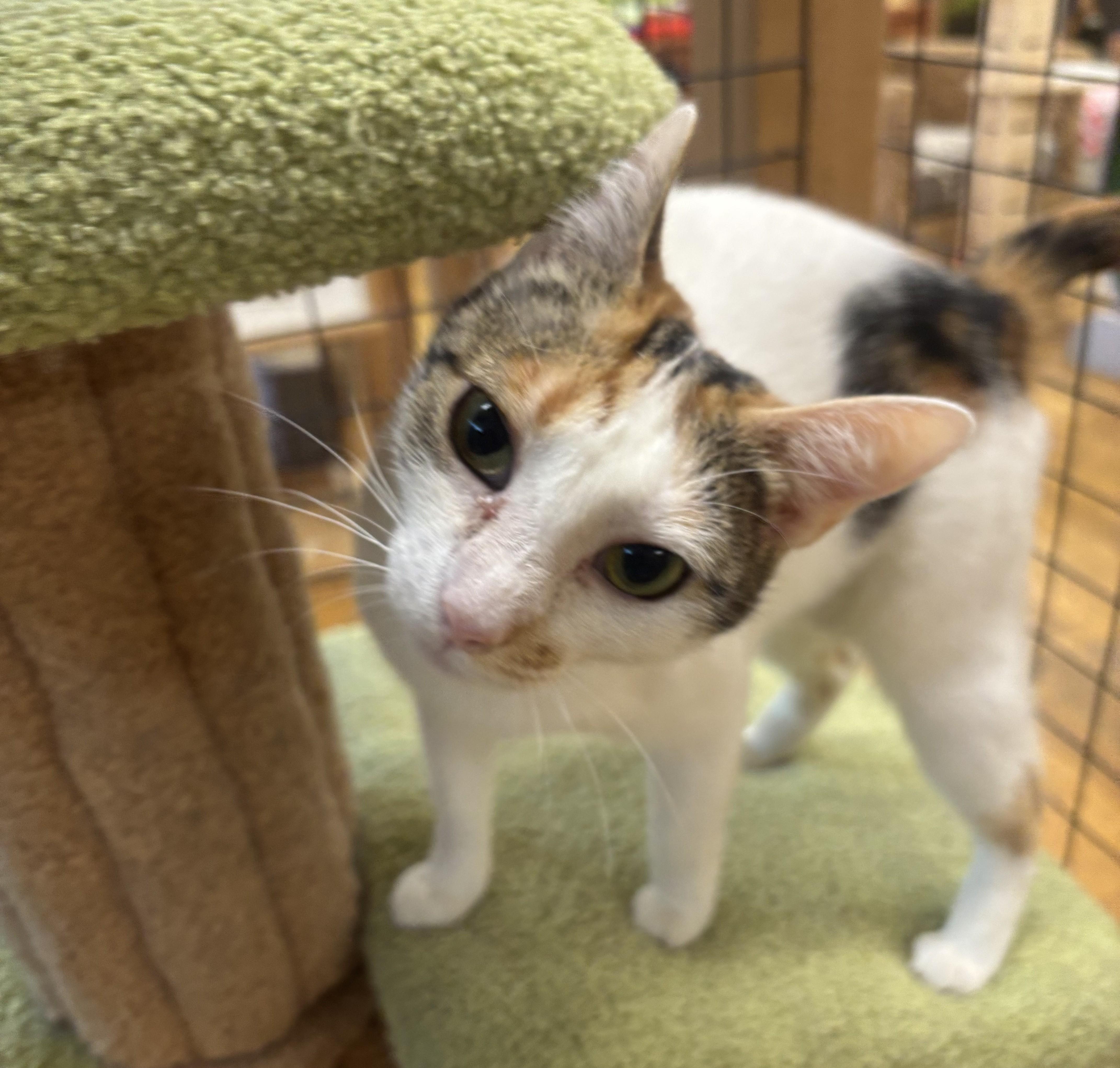 Blanca, a Adoptable Calico in Whittier, CA image 4/6
