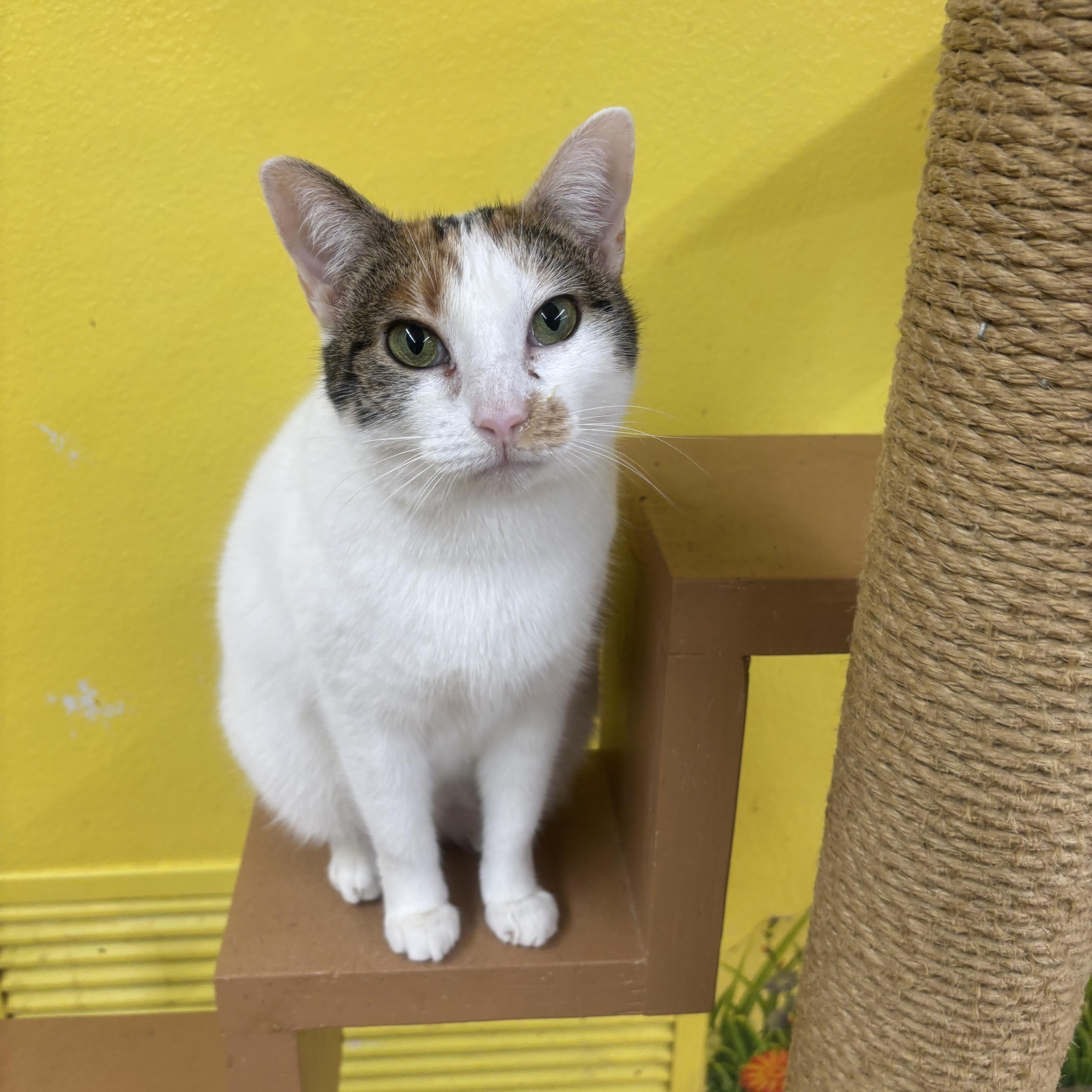 Blanca, Adoptable, Adult Female Calico.