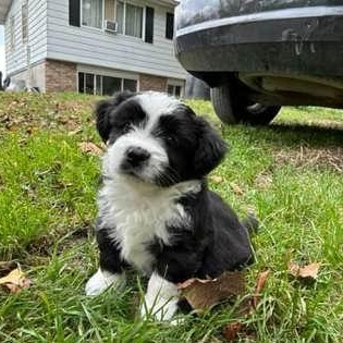 Chevy, Adoptable, Puppy Male Mixed Breed.