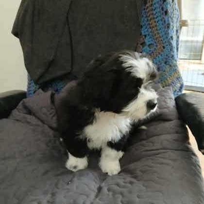 Enlarge Chevy, a Adoptable Mixed Breed in Perth, ON image 2/3