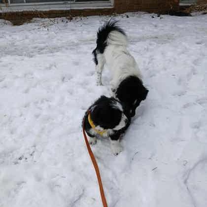 Enlarge Chevy, a Adoptable Mixed Breed in Perth, ON image 3/3